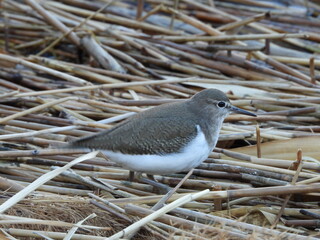 A sandpiper on a tidal flat