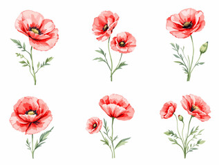 collage of poppies watercolor set