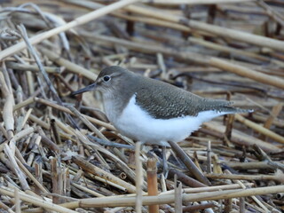 A sandpiper on a tidal flat