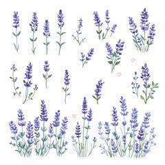lavender flowers vector illustration watercolor
