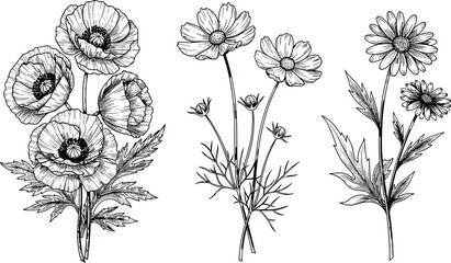 Hand drawn flower sketches including poppy cosmos and daisy for garden decoration cad drawing flat vector illustration botanical line art set © Hello Wolrd