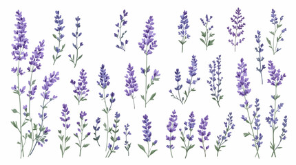 lavender flowers vector illustration