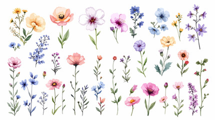 spring flowers isolated on white