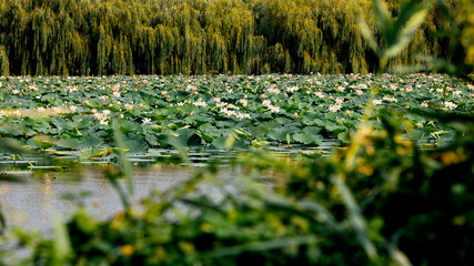 A peaceful scene by a pond with lotuses and blooming lilies