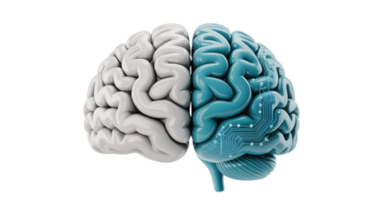 Human Brain Model in Teal and Gray Colors with Detailed Anatomy on White Background for Medical Education