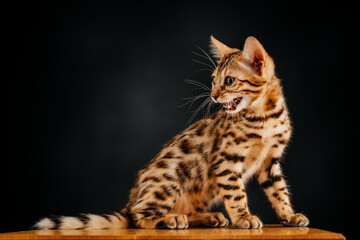 Gorgeous Spotted Bengal Cat with black background.