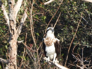 An osprey in a tree