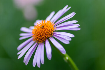 Obraz premium Macro photograph of alpine aster flower with soft green bokeh