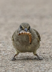 Streak-eared bulbul (Pycnonotus conradi) perched on the ground holding a large mealworm in its beak.