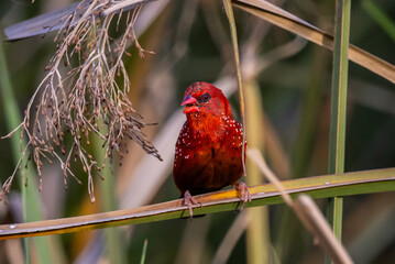 Red Avadavat ,Strawberry Finch Because it has a strawberry-like color during the breeding season.