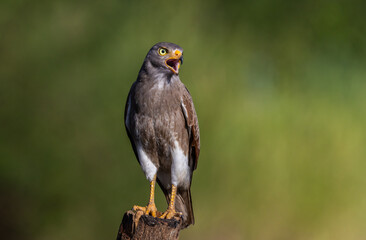 Rufous-winged Buzzard (Butastur liventer) perched on a wooden stump with open beak.