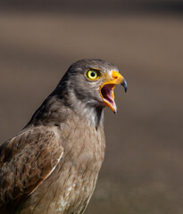 Rufous-winged Buzzard (Butastur liventer) perched on a wood stump with open beak screaming.