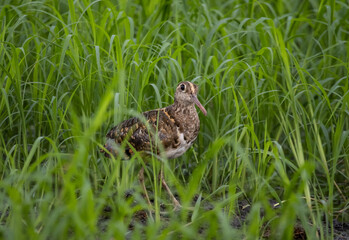Fototapeta premium Greater painted-snipe On the ground in the field.