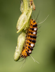 Thyrassia penangae is a species of moth in the family Zygaenidae. It is found in south-east Asia, including Peninsular Malaysia and China.