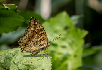 Obraz premium Lemon Pansy butterfly (Junonia lemonias) resting on a green leaf.