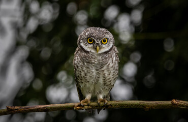 Spotted owlet (Athene brama) on the branch tree Animal portrait.