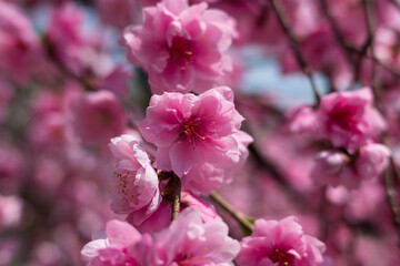 Obraz premium Climbing Mount Ryokami, Saitama, Japan