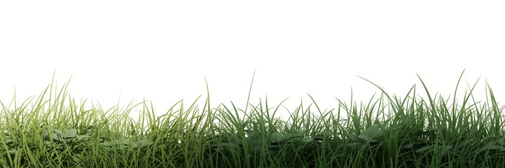 Fototapeta premium Grass Border Isolated