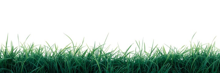 Fototapeta premium Realistic Grass Border Texture