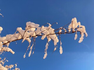 Zweig am Baum mit Eis und Schnee bei starkem Frost unter blauem Himmel / Eisgebilde