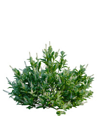 Clethra alnifolia Sixteen Candles tree, front view, cutout, transparent background, isolate, Lush Greenery Arrangement with Delicate White Blooms - Perfect for Designs