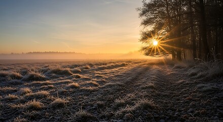 Golden sunbeams pierce frosted field and trees at dawn.