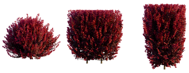 Berberis thunbergii f atropurpurea Gentry tree, front view, cutout, transparent background, isolate, Crimson Bush Collection: Spherical, Rectangular, and Tall Topiary Forms