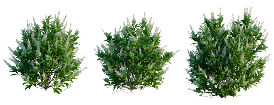 Clethra alnifolia Sixteen Candles tree, front view, cutout, transparent background, isolate, Flowering shrub branches with lush green foliage and delicate cream blooms