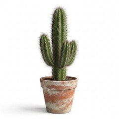 A single potted cactus in a clay pot, isolated on white background