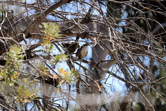 Wild White-browed Babblers (Pomatostomus superciliosus) perched in Banksia tree, South Australia