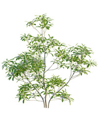 Obraz premium Magnolia virginiana Northern Belle tree, front view, cutout, transparent background, isolate, Blooming Tree with Green Foliage and Delicate White Flowers on a Clear Background
