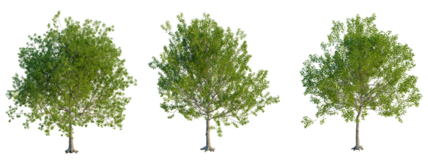 Platanus occidentalis tree, front view, cutout, transparent background, isolate, Three Lush Green Trees with Root Systems - Ideal for Spring and Summer Compositions