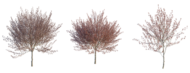 Prunus cerasifera Newport tree, front view, cutout, transparent background, isolate, Three blossoming cherry trees with branches and leaves on a plain background