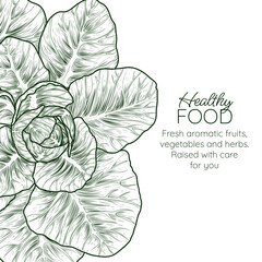 Vector banner with cabbage. Frame: nutritious vegetables. White cabbage. Healthy eating. Organic farming. Template for a grocery store