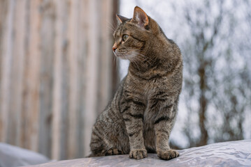 European shorthair tabby cat sitting on a plastic surface outdoors, looking to the side with a blurred winter background of trees and a wooden fence