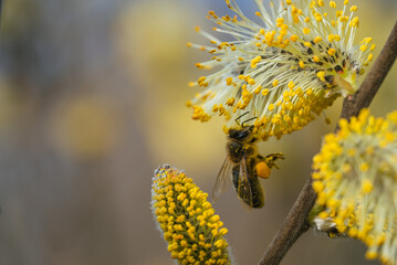 Honey bee covered in pollen is pollinating blooming yellow pussy willow flowers on a tree branch, collecting nectar and pollen in springtime © wifesun