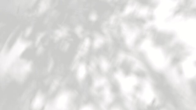 Closeup shadow calmness tree branch flowing wind on white backgrounds footage video rendering