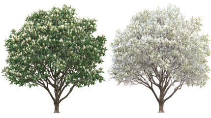 Two same magnolia trees side by side one representing summer and winter on transparent background