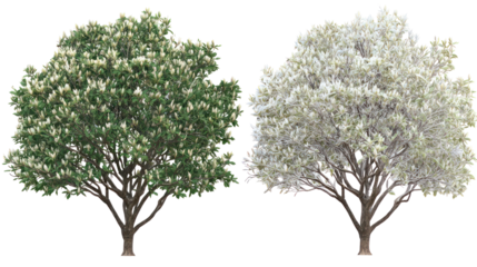 Two same magnolia trees side by side one representing summer and winter on transparent background