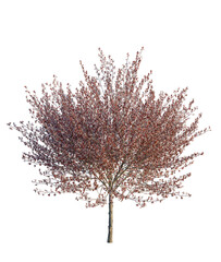 Obraz premium Prunus cerasifera Newport tree, front view, cutout, transparent background, isolate, Blooming Tree with Red Leaves on a Clear Background - Spring Season