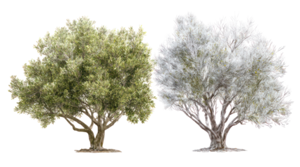 Two same olive trees side by side one representing summer with one winter on transparent background