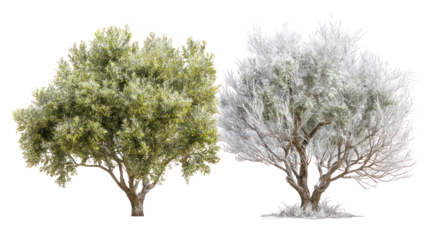 Two same olive trees side by side one representing summer with one winter on transparent background