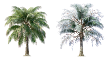 Palm tree winter snow isolated transparent background