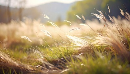 Spring Melody of the Soul of the Earth Showing Grass Swaying Under Gentle Wind During Golden Hour