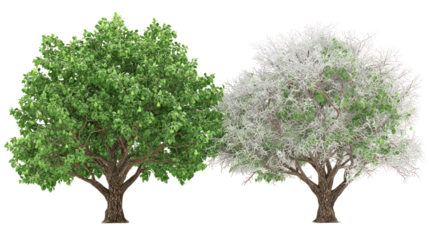 Green and white trees on transparent background
