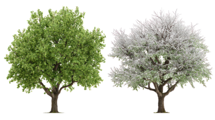 Green and snowy trees on transparent background