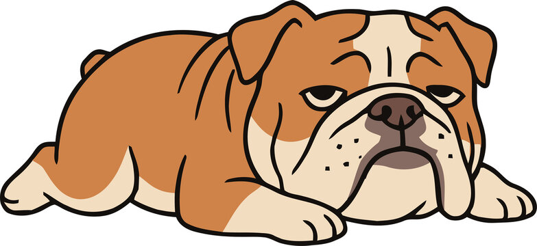 Cute English Bulldog Lying Down Looking Bored - Animal Character Illustration Isolated on Transparent Background