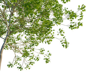 Platanus occidentalis tree, corner view, cutout, transparent background, isolate, Lush Green Maple Branch with Vibrant Leaves Against a Clean Background