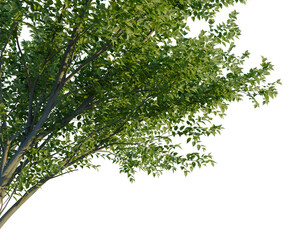 Obraz premium Zelkova serrata Green Vase tree, corner view, cutout, transparent background, isolate, Lush Green Tree Branch with Vibrant Foliage - Perfect for Compositing