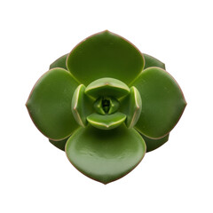 Top view of a green succulent plant with pink edges on background isolated on a transparent background